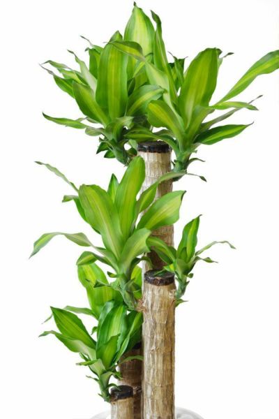 観葉植物 通販 幸福の木 セラアート 8号鉢（Lサイズ）  CR080003