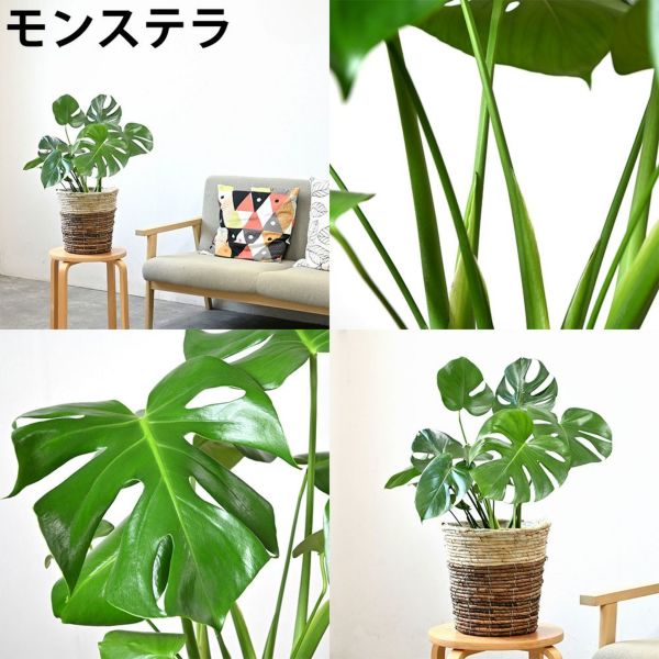 観葉植物 2鉢セット 6号+6号 鉢カバー付き モンステラ サンスベリア 幸福の木 ガジュマル おしゃれ インテリア