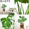 観葉植物 通販 2鉢セット 6号+6号 鉢カバー付き ヒメモンステラ サンスベリア 幸福の木 ウンベラータ ガジュマル おしゃれ インテリア