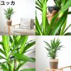 観葉植物 通販 2鉢セット 6号+6号 鉢カバー付き ヒメモンステラ サンスベリア 幸福の木 ウンベラータ ガジュマル おしゃれ インテリア