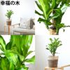 観葉植物 通販 2鉢セット 6号+6号 鉢カバー付き ヒメモンステラ サンスベリア 幸福の木 ウンベラータ ガジュマル おしゃれ インテリア