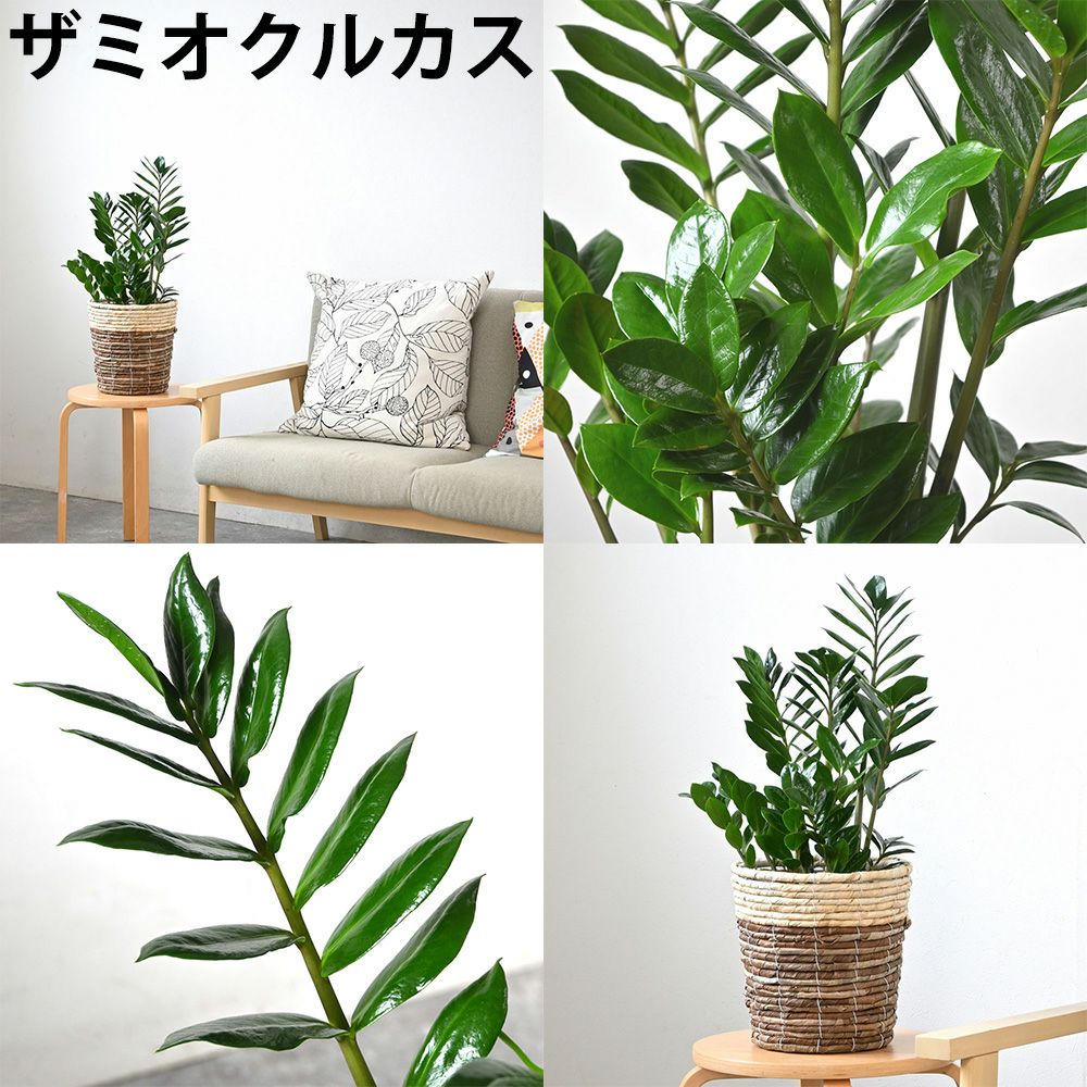 観葉植物 通販 2鉢セット 6号+6号 鉢カバー付き ヒメモンステラ サンスベリア 幸福の木 ウンベラータ ガジュマル おしゃれ インテリア