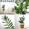 観葉植物 通販 2鉢セット 6号+6号 鉢カバー付き ヒメモンステラ サンスベリア 幸福の木 ウンベラータ ガジュマル おしゃれ インテリア