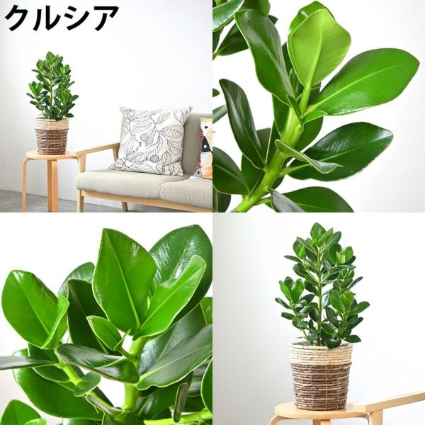 観葉植物 本物 2鉢セット 6号+6号 鉢カバー付き モンステラ