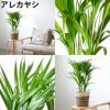 観葉植物 通販 2鉢セット 6号+6号 鉢カバー付き ヒメモンステラ サンスベリア 幸福の木 ウンベラータ ガジュマル おしゃれ インテリア