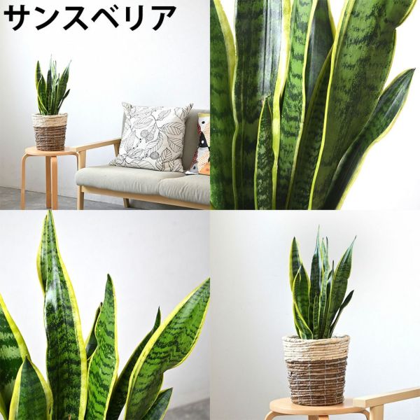 観葉植物 2鉢セット 6号+6号 鉢カバー付き モンステラ サンスベリア