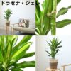 観葉植物 通販 2鉢セット 6号+6号 鉢カバー付き ヒメモンステラ サンスベリア 幸福の木 ウンベラータ ガジュマル おしゃれ インテリア