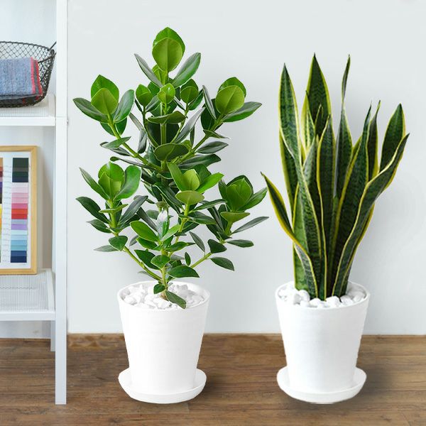観葉植物 2鉢セット6号 6号 セラアート鉢ヒメモンステラ サンスベリア 幸福の木 ウンベラータ おしゃれ インテリア ブラック ホワイト セラート鉢