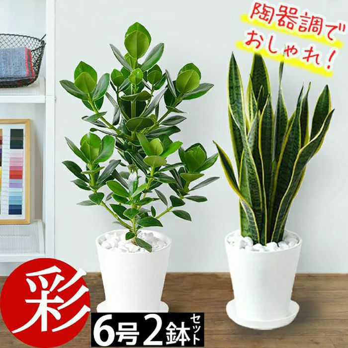 観葉植物 通販 2鉢セット 6号+6号 セラアート鉢 ヒメモンステラ サンスベリア 幸福の木 ウンベラータ ガジュマル おしゃれ インテリア ブラック ホワイト セラート鉢