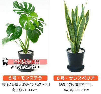 観葉植物 2鉢セット 6号 6号 セラアート鉢 ヒメモンステラ サンスベリア 幸福の木 ウンベラータ おしゃれ インテリア ブラック ホワイト セラート鉢