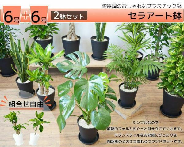 観葉植物 2鉢セット 6号+6号 セラアート鉢 モンステラ サンスベリア