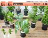 観葉植物 通販 2鉢セット 6号+6号 セラアート鉢 ヒメモンステラ サンスベリア 幸福の木 ウンベラータ ガジュマル おしゃれ インテリア ブラック ホワイト セラート鉢