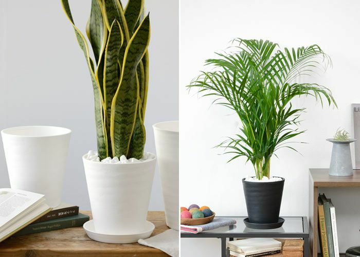 観葉植物 通販 2鉢セット 6号+6号 セラアート鉢 ヒメモンステラ サンスベリア 幸福の木 ウンベラータ ガジュマル おしゃれ インテリア ブラック ホワイト セラート鉢