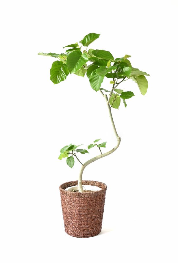 観葉植物 通販 フィカス・ウンベラータ （曲がり樹形） 8号鉢 RG080010m