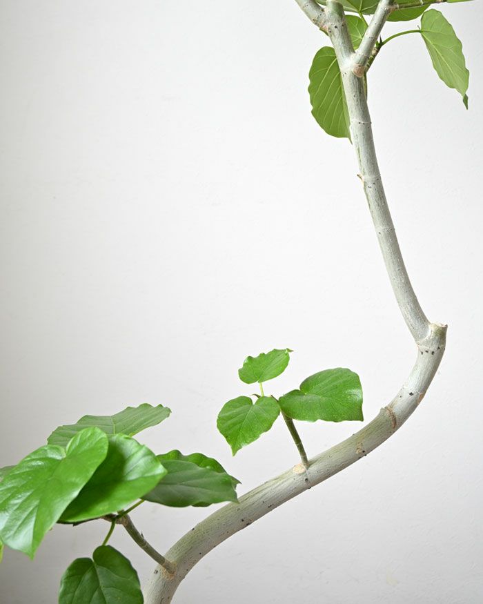 観葉植物 通販 フィカス・ウンベラータ （曲がり樹形） 8号鉢 RG080010m