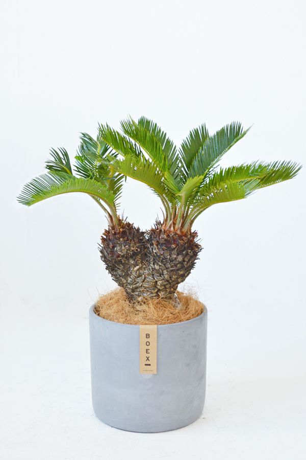 トップ100ソテツ 植物 最高の花の画像