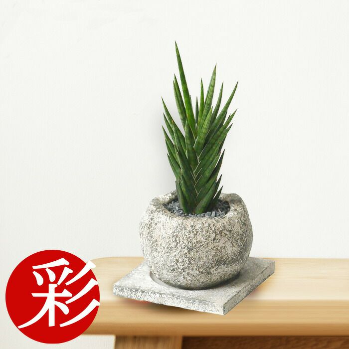 観葉植物 通販 サンスベリア フランシシー