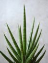 観葉植物 通販 サンスベリア フランシシースクエアストーンポット MN030020