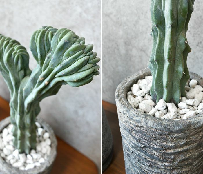 観葉植物 通販 竜神木