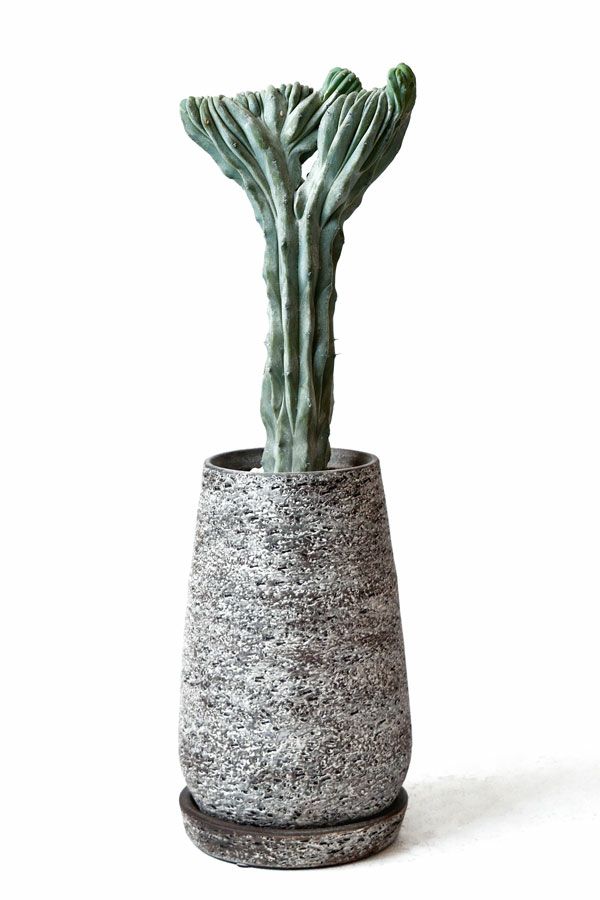 観葉植物 通販 竜神木