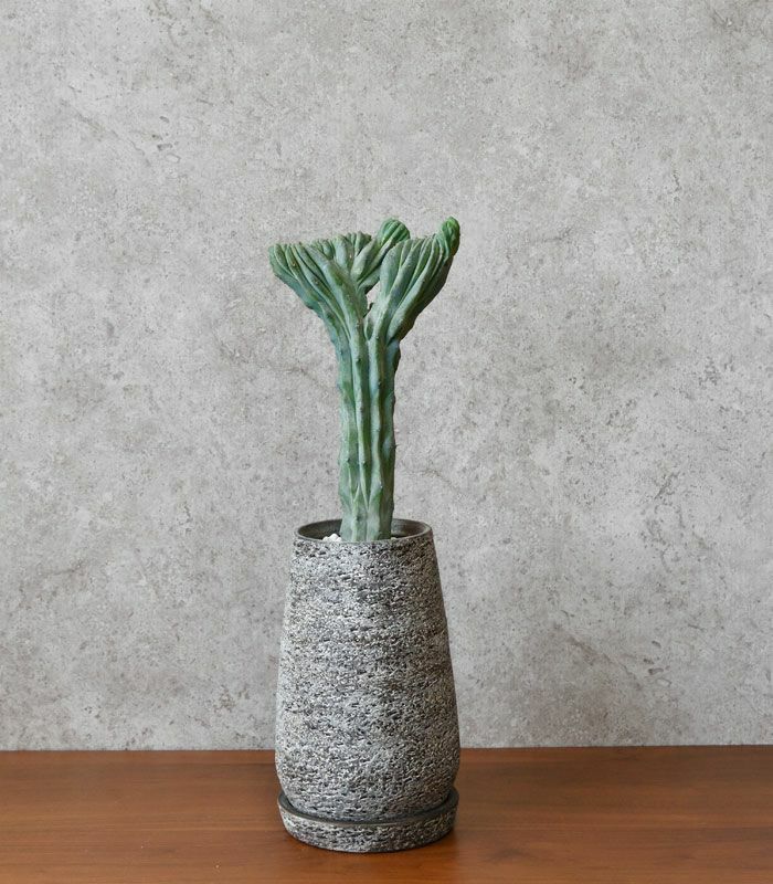 観葉植物 通販 竜神木