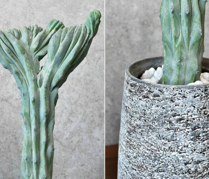 観葉植物 通販 竜神木