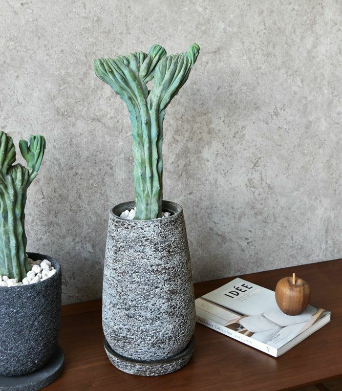 観葉植物 通販 竜神木