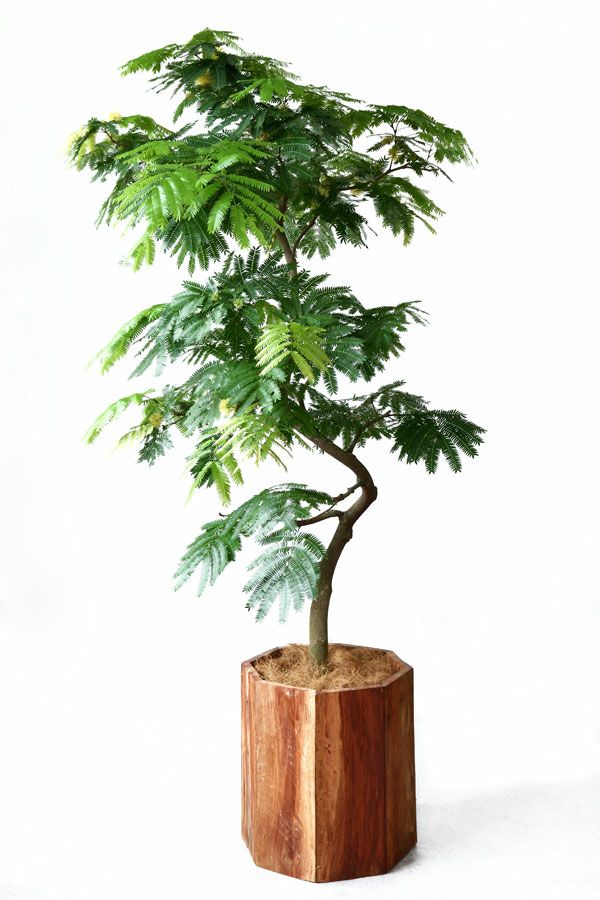 柔らかい葉の観葉植物を選ぶ