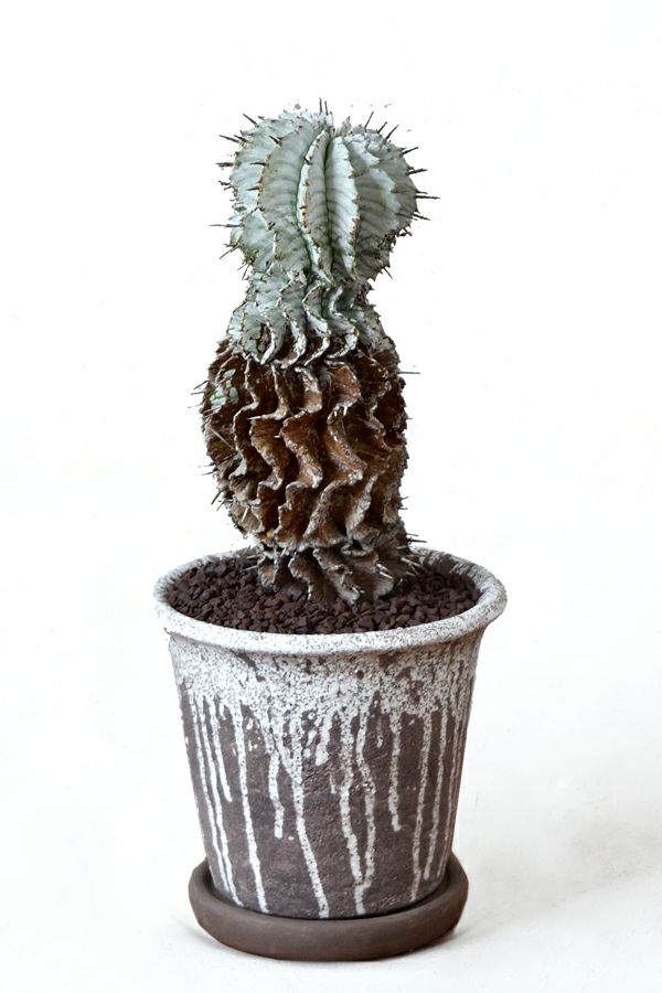 観葉植物 通販 ユーフォルビア・ホリダ