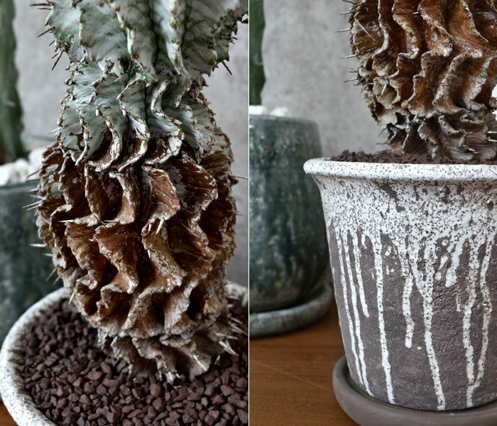 観葉植物 通販 ユーフォルビア・ホリダ