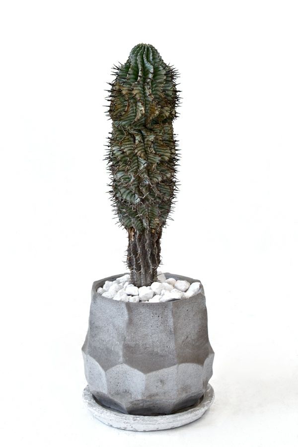 観葉植物 現品 多肉植物 ユーフォルビア ホリダ ゼブラコンクリートポットビザールプランツ