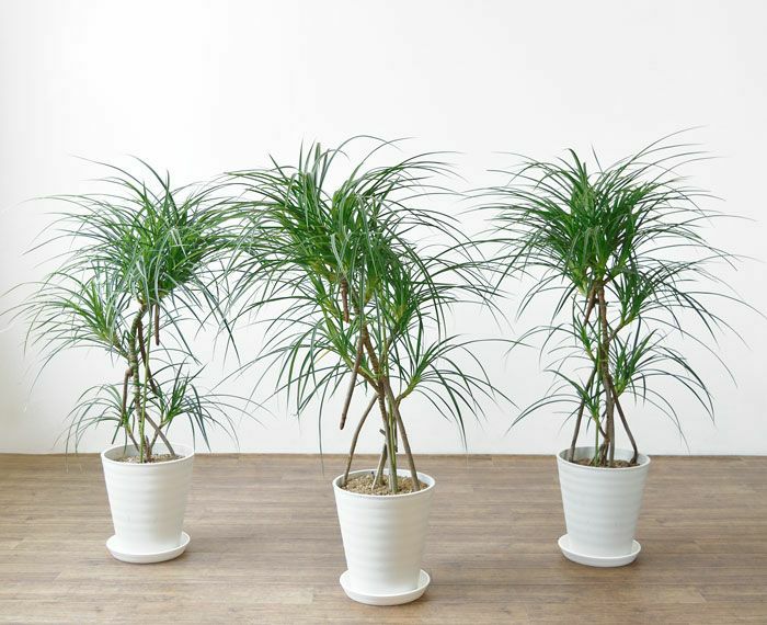 観葉植物 通販 ヒメタコノキ8号鉢