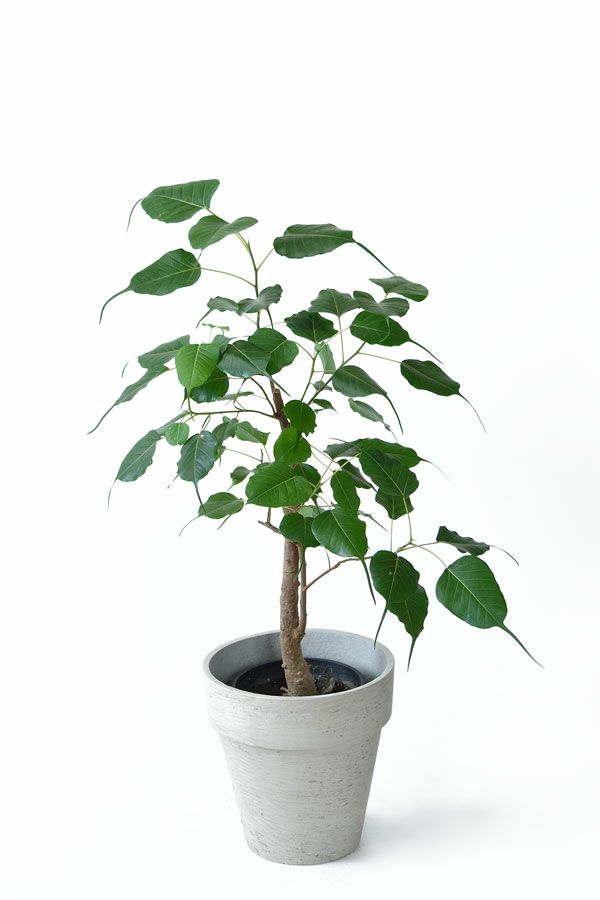 珍奇植物 ビザールプランツ 通販 観葉植物の専門店 彩植健美 珍奇植物 ビザールプランツ 通販 観葉植物の専門店 彩植健美