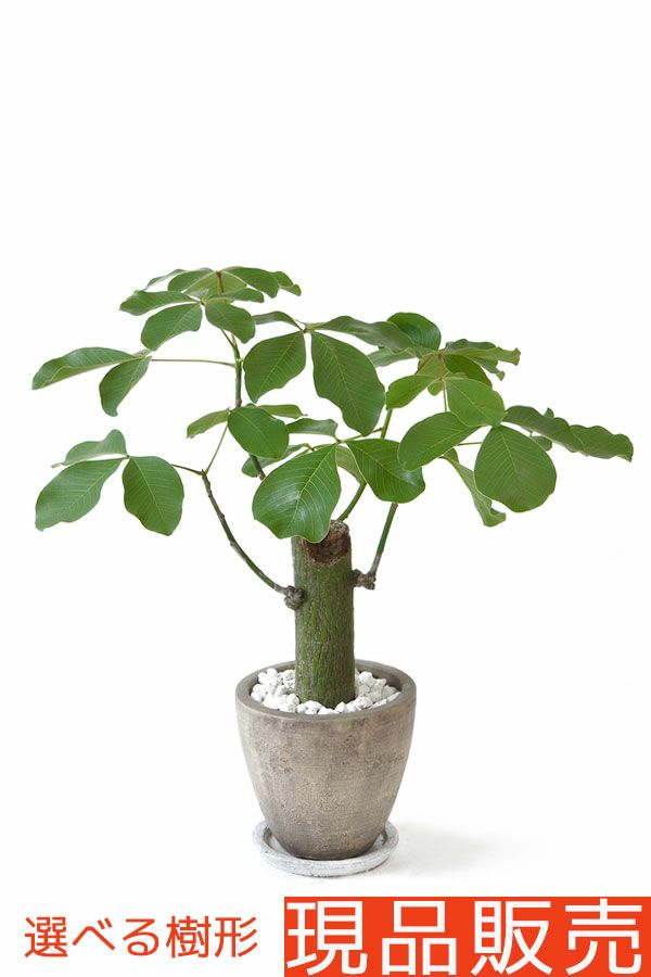 珍奇植物 ビザールプランツ 通販 観葉植物の専門店 彩植健美 珍奇植物 ビザールプランツ 通販 観葉植物の専門店 彩植健美