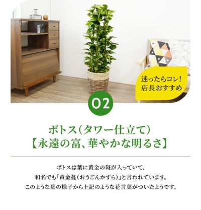 観葉植物 通販 選べる8号鉢カバーセットKM080006