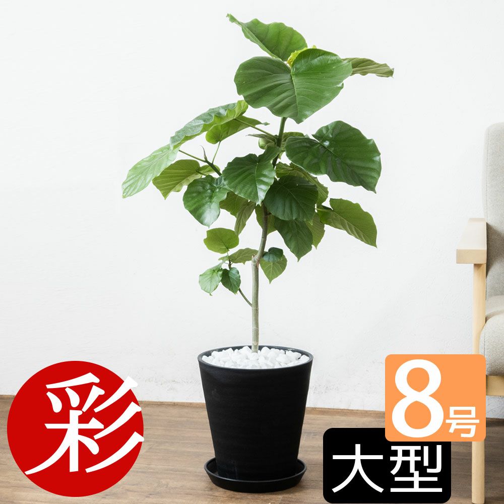 観葉植物 通販 フィカス・ウンベラータ 8号 セラアート鉢