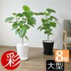 観葉植物 通販 フィカス・ウンベラータ 8号 セラアート鉢