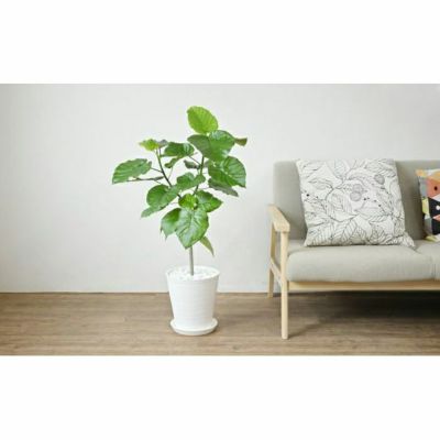 観葉植物 通販 フィカス・ウンベラータ 8号 セラアート鉢