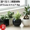 観葉植物 通販 選べる ミニ観葉植物ボウル＆スクエア 2カラー シャイニーポット ホワイト＆ブラックガジュマル ポトス サンスベリアペペロミア シュガーバイン