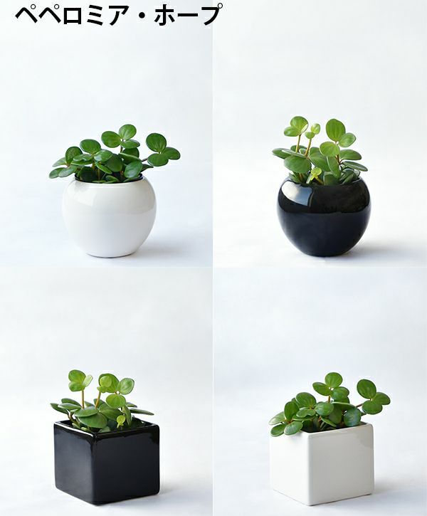 観葉植物 通販 選べる ミニ観葉植物ボウル＆スクエア 2カラー シャイニーポット ホワイト＆ブラックガジュマル ポトス サンスベリアペペロミア シュガーバイン