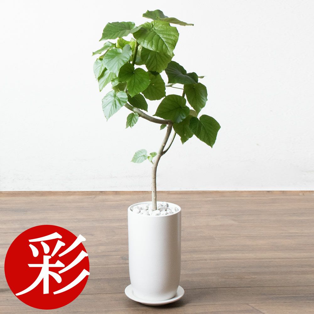 観葉植物 通販