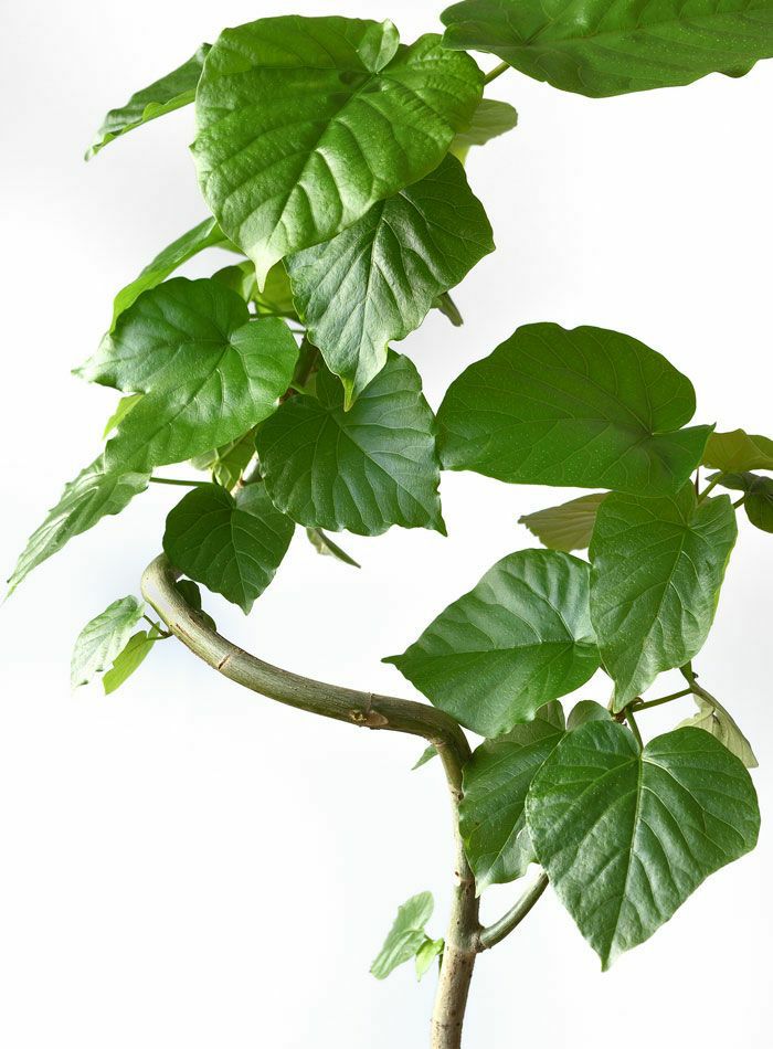 観葉植物 通販