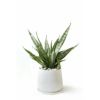 観葉植物 通販 サンセベリア・シルバープリンセス白陶器ポットMN050019