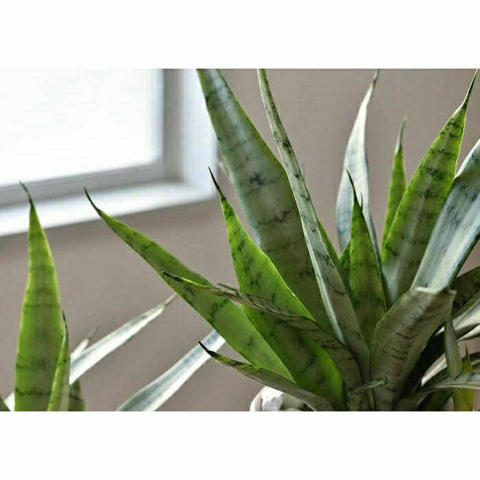 観葉植物 通販 サンセベリア・シルバープリンセス白陶器ポットMN050019