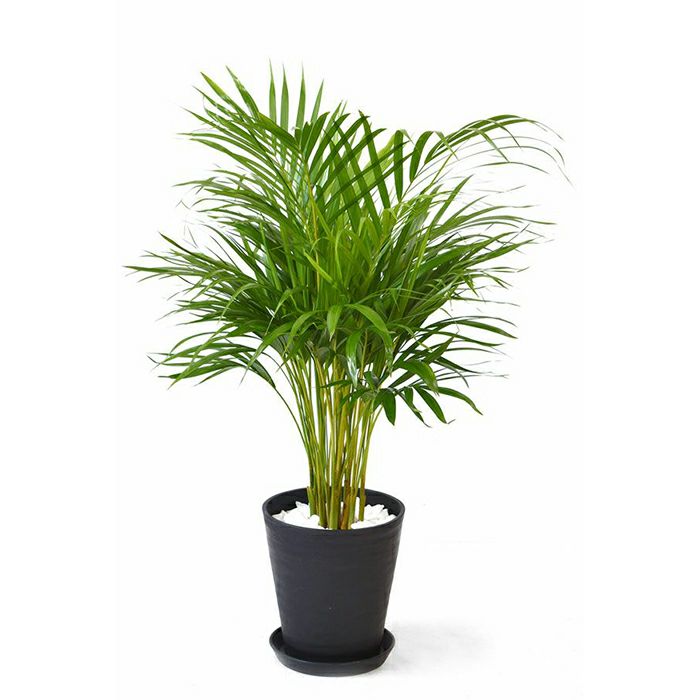 細い葉の観葉植物を選ぶ 細い葉の観葉植物を選ぶ