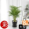 観葉植物 通販 アレカヤシ 8号セラアート鉢 CR060016