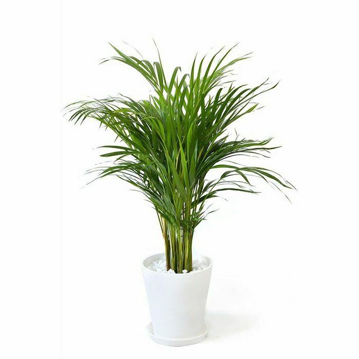 観葉植物 通販 アレカヤシ 8号セラアート鉢 CR060016