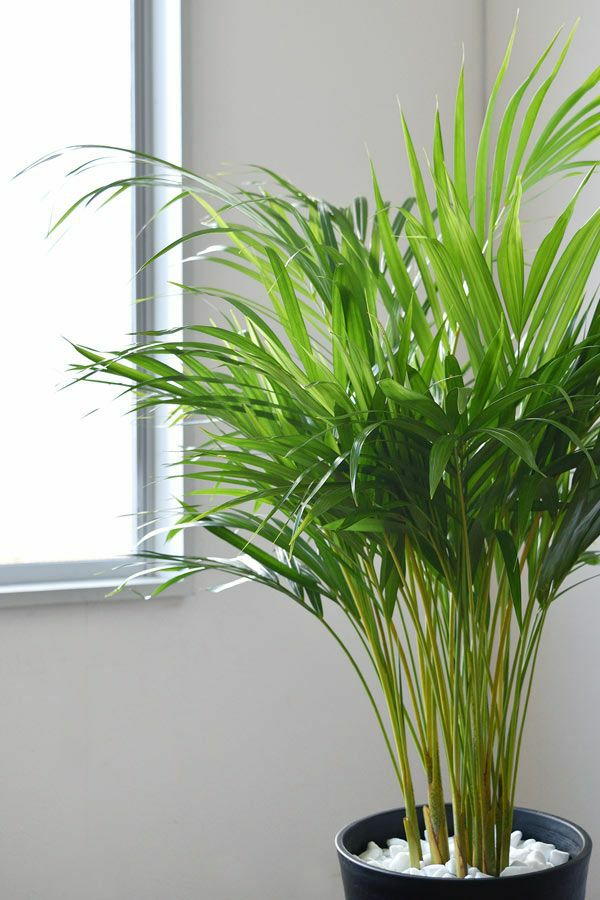 観葉植物 通販 アレカヤシ 8号セラアート鉢 CR060016