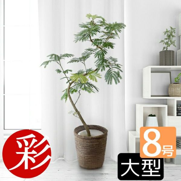 え*ん様 エバーフレッシュ　観葉植物　8号　約125センチ 2 楽天市場】エバーフレッシュ 8号の通販