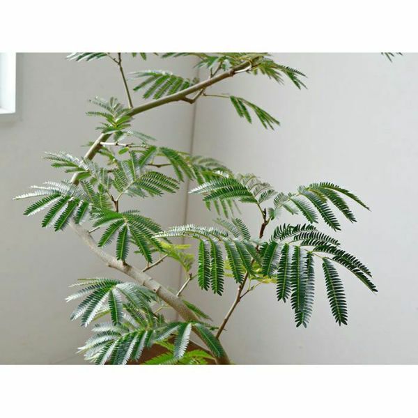 え*ん様 エバーフレッシュ　観葉植物　8号　約125センチ 2 観葉植物 エバーフレッシュ 8号 ボサ造り ラスターポット 付き